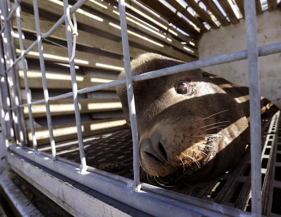 FILE - In this March 14, 2018, file photo, a California sea lion waits to be released into the Pacific Ocean in Newport, Ore. OPB reports that a bill approved by the House Tuesday, Dec. 11, 2018 changes the Marine Mammal Protection Act to lift some of the restrictions on killing sea lions to protect salmon and steelhead in the Columbia River and its tributaries. The measure had previously passed the Senate.(AP Photo/Don Ryan, file)