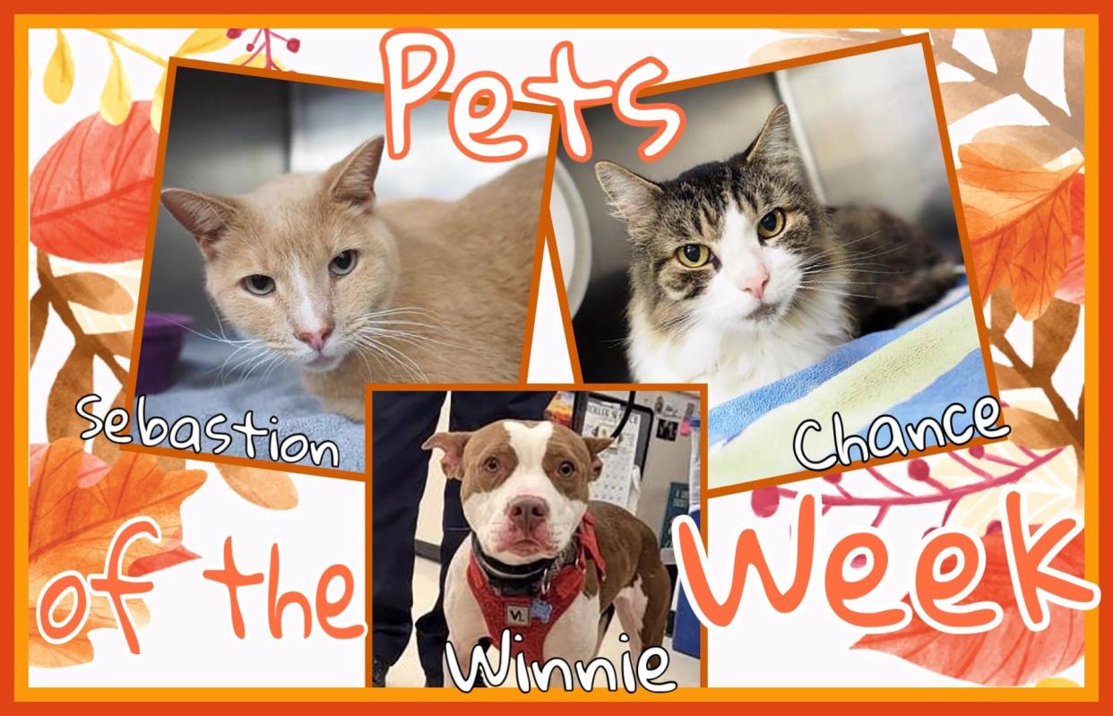 Pets of the Week: Sebastion, Chance and Winnie