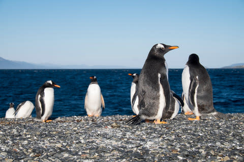 Passengers have expressed anger that their once-in-a-lifetime cruise has been cancelled - Credit: GETTY