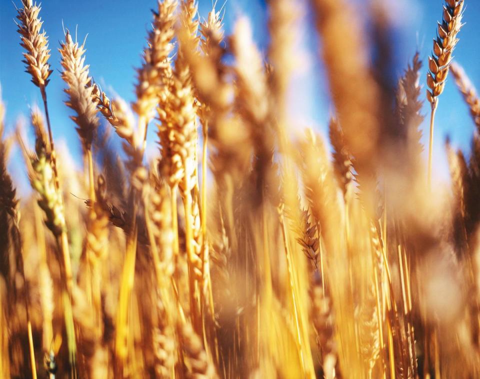 伏特加原料在主要產國中多用榖物，包括圖中的小麥，還有大麥、燕麥、裸麥，甚或米、玉米。