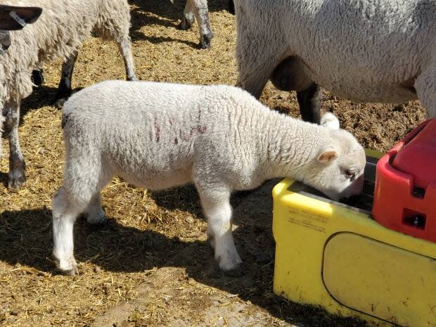 Ray Nolan, who owns Lambtastic Farms in Vulcan, Alta, says producers are happy to getting a good price for the animals. 