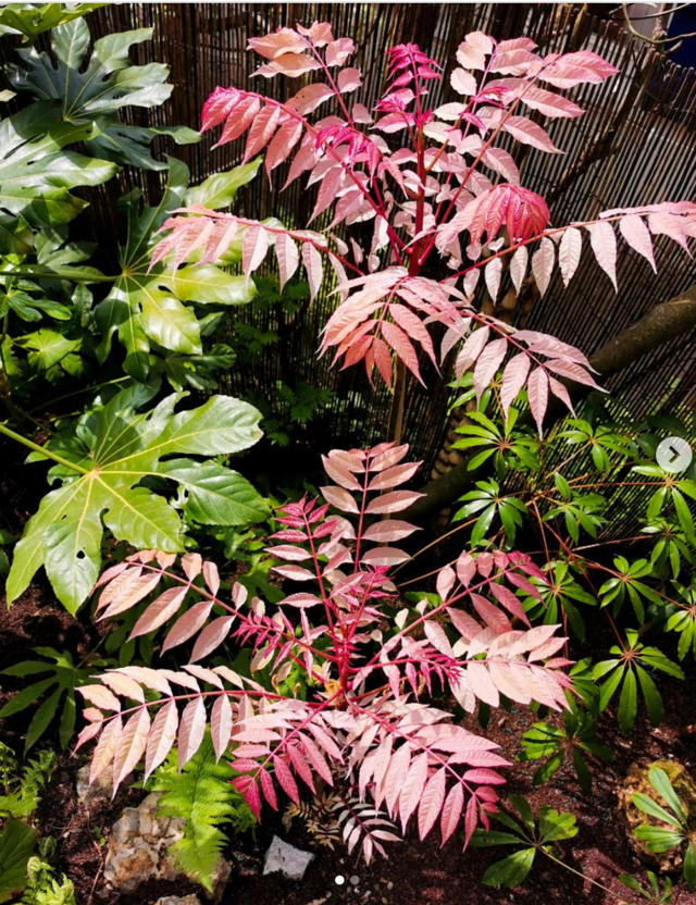 8 comptes Instagram à suivre pour les amateurs de plantes, Shake My Blog