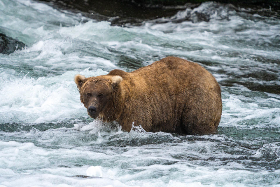 Bear 128, nicknamed 'Grazer,' on Sept. 14, 2023. (F. Jimenez / Katmai National Park and Preserve)
