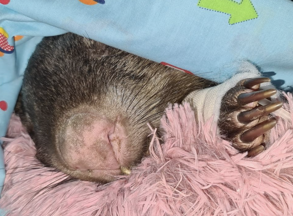 The wombat is pictured just after it was rushed to Wombat Awareness Organisation.