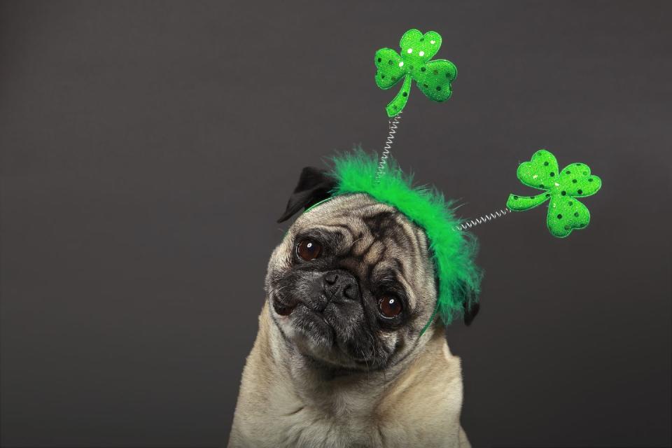 cute pug wearing a shamrock headband for st patricks day