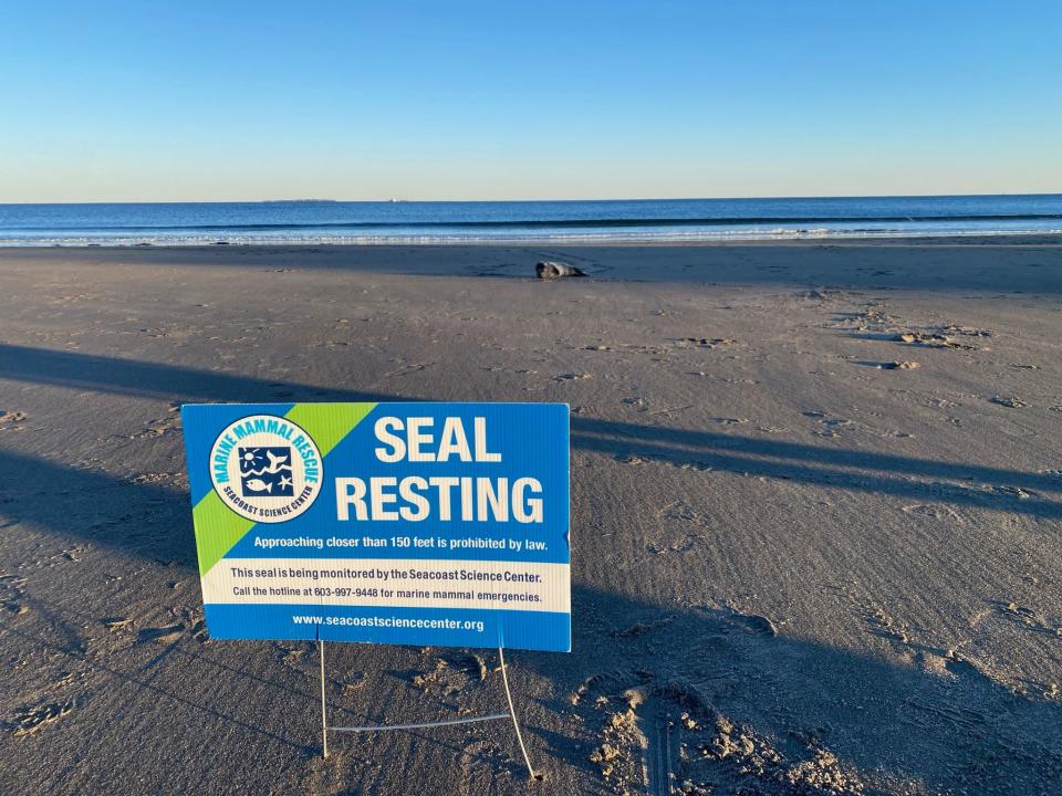 Butter Pecan, a grey male seal, was rescued by the Seacoast Science Center's Marine Mammal Rescue team from Wallis Sands Beach in Rye on Feb. 19.