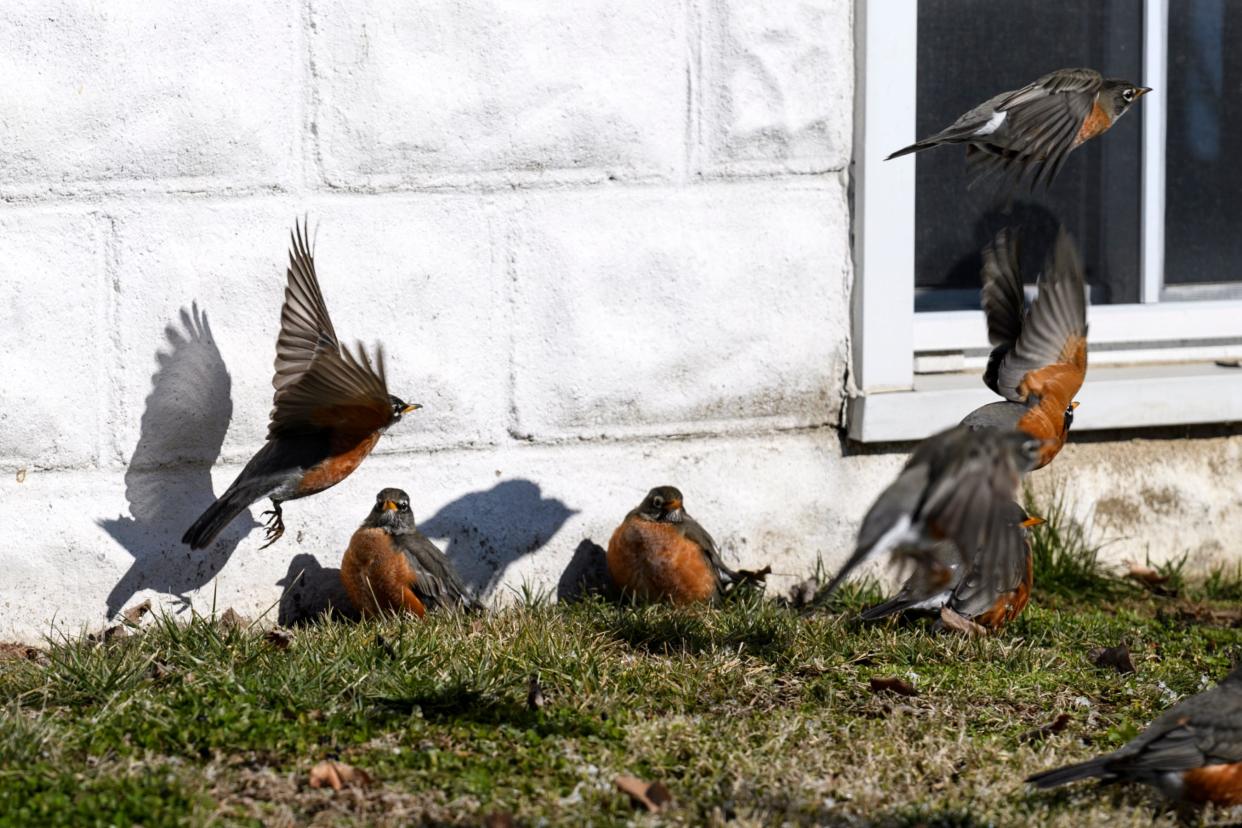 A flock of robins soak up the sunshine as the temperature hovers between 3 to 8 degrees in Evansville, Indiana on Jan. 30, 2019.
