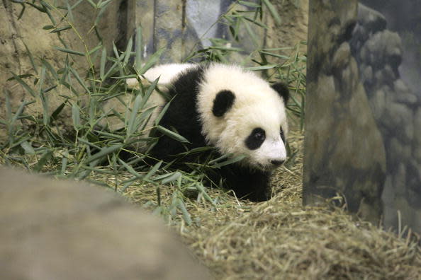 WASHINGTON – NOVEMBER 29: Giant panda cub, Tai Shan, made his debut to the press November 29, 2005 at the Smithsonian National Zoological Park in Washington, DC. Tai Shan is the sixth panda cub born at the National Zoo and his mother, 7-year-old Mei Xiang, conceived the cub by artificial insemination. Born on July 9, 2005, the panda cub now weighs 21 pounds and is very active according to zoo scientists and veterinarians. (Photo by Chip Somodevilla/Getty Images)