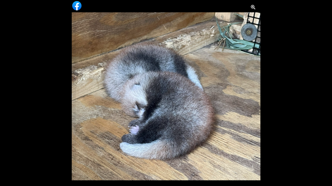 The baby red pandas will spend their first weeks in a nest box with mom Hazel. Memphis Zoo via Facebook