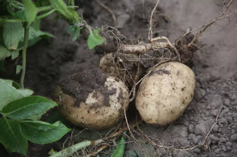 You can grow your own produce using supermarket veg