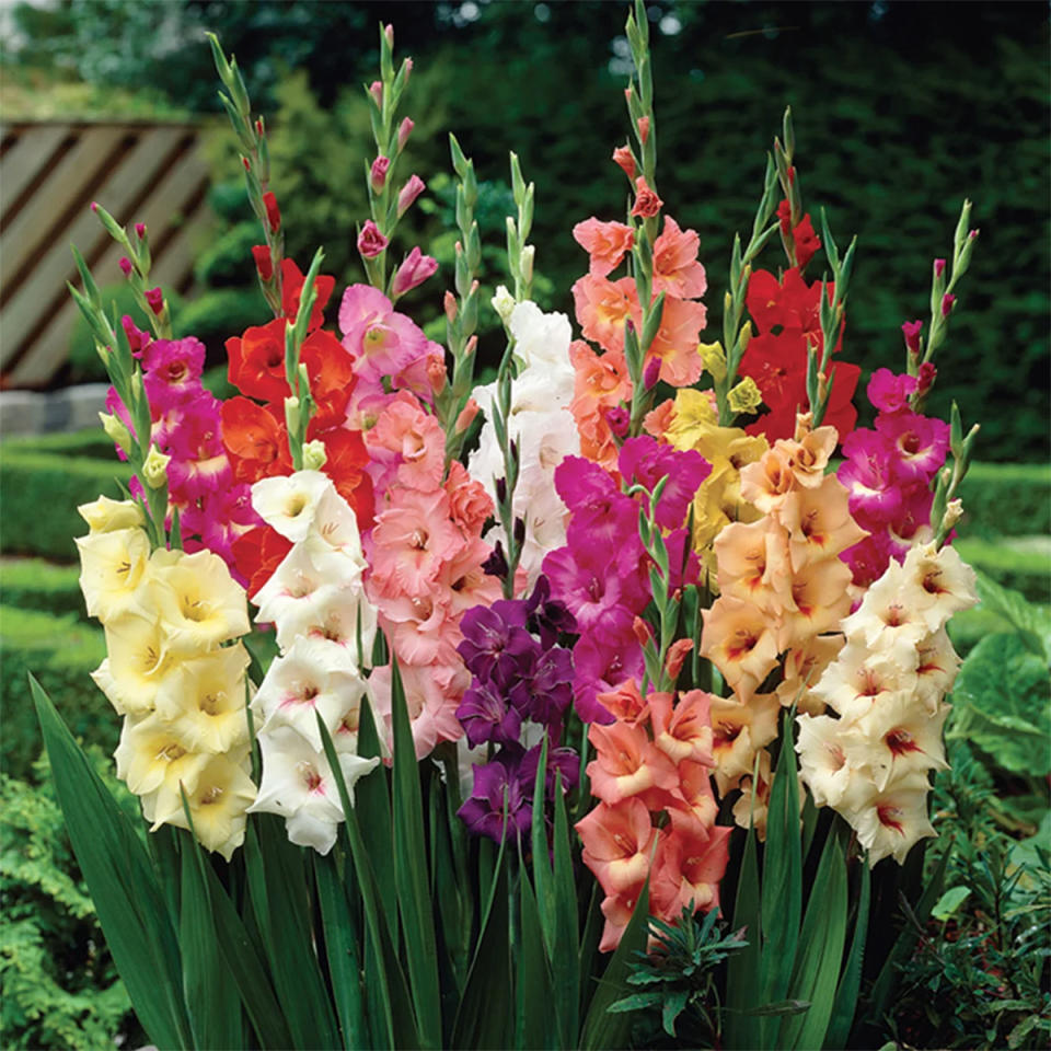 walmart-patio-deals-flower-bulbs