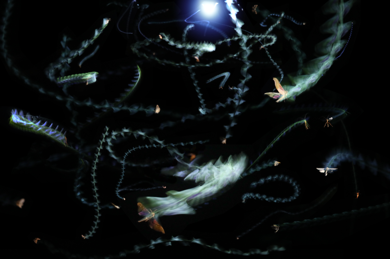 A multiple-exposure photograph of insects circling a light at night. Samuel Fabian, <a href="http://creativecommons.org/licenses/by-nd/4.0/" rel="nofollow noopener" target="_blank" data-ylk="slk:CC BY-ND;elm:context_link;itc:0;sec:content-canvas" class="link ">CC BY-ND</a>