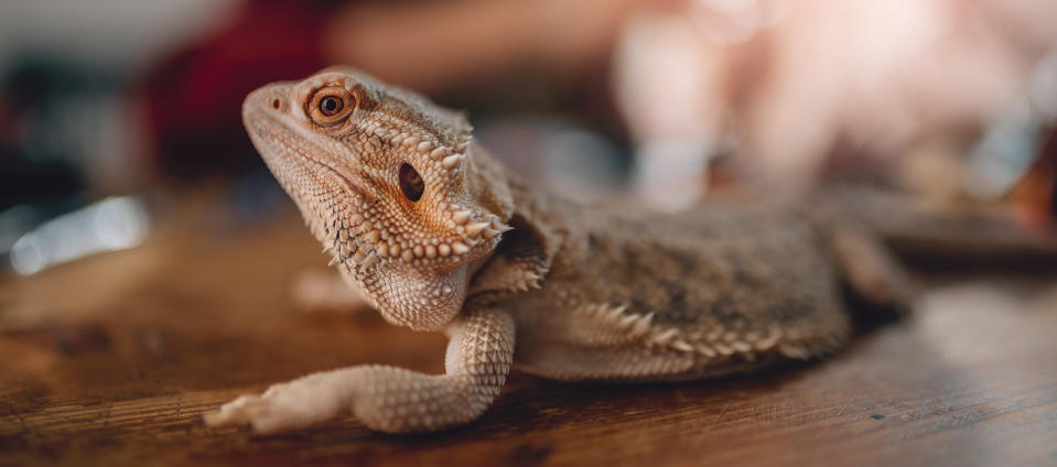 A pet lizard sits on a table