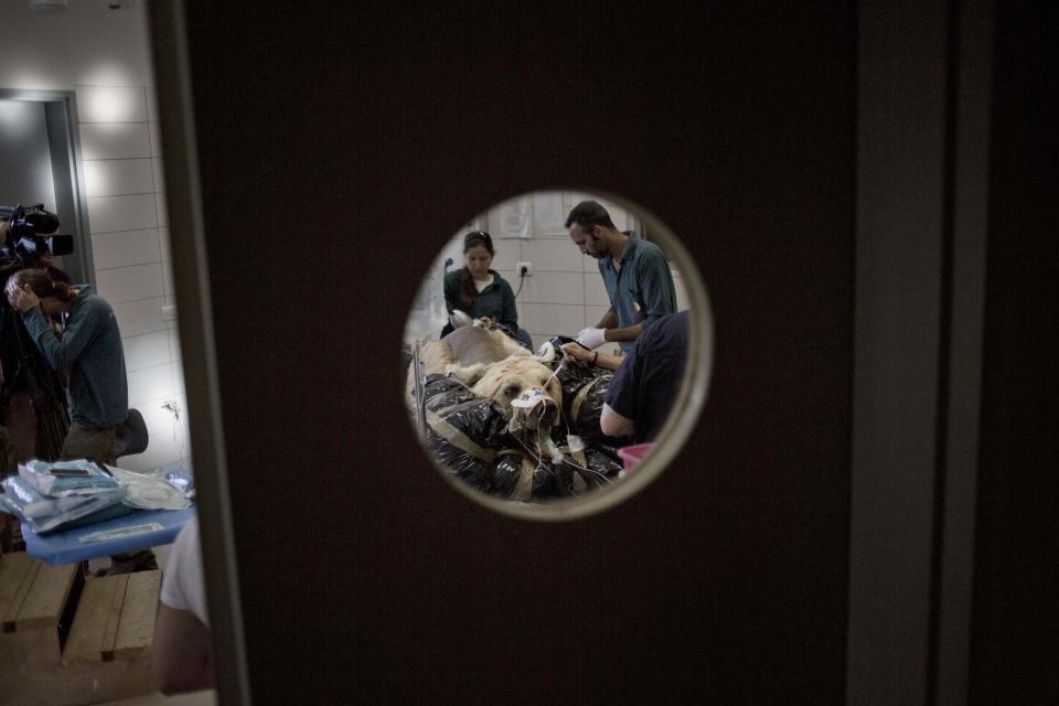 Mango, a 19-year-old male Syrian brown bear, rests on a bed as zoo veterinarians and staff prepare him for surgery in the Ramat Gan Zoological Center's animal hospital near Tel Aviv, Israel, Wednesday, May 7, 2014. The 250 kilogram (550 pound) Syrian brown bear is going into surgery to repair a herniated disc in his back after it was discovered in an x-ray, said Sagit Horowitz, the zoological center spokeswoman. (AP Photo/Ariel Schalit)