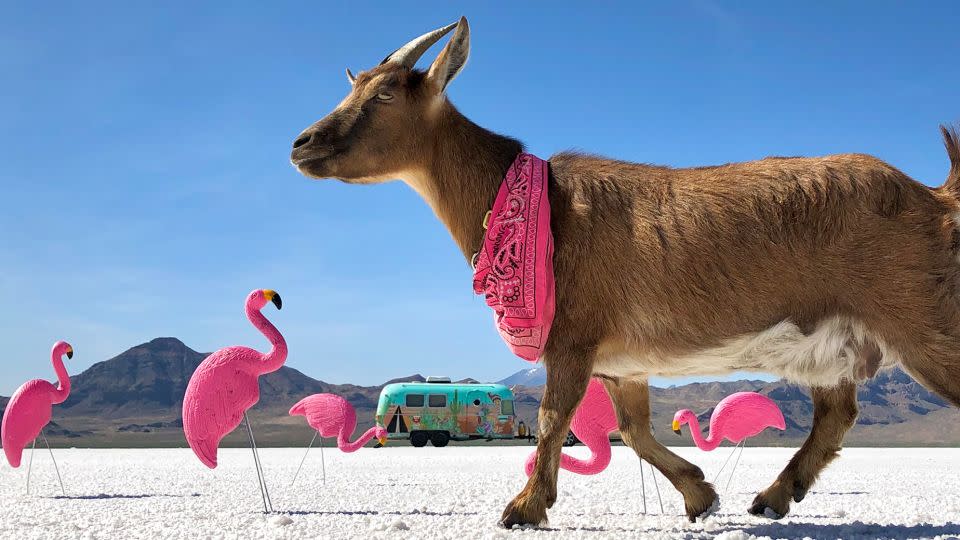 Frankie takes a stroll during a 2020 visit to the Bonneville Salt Flats in Utah. - Cate Battles/Argosy Odyssey