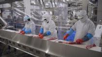 Olymel employees work in one of the companyÕs Quebec hog-slaughtering plants