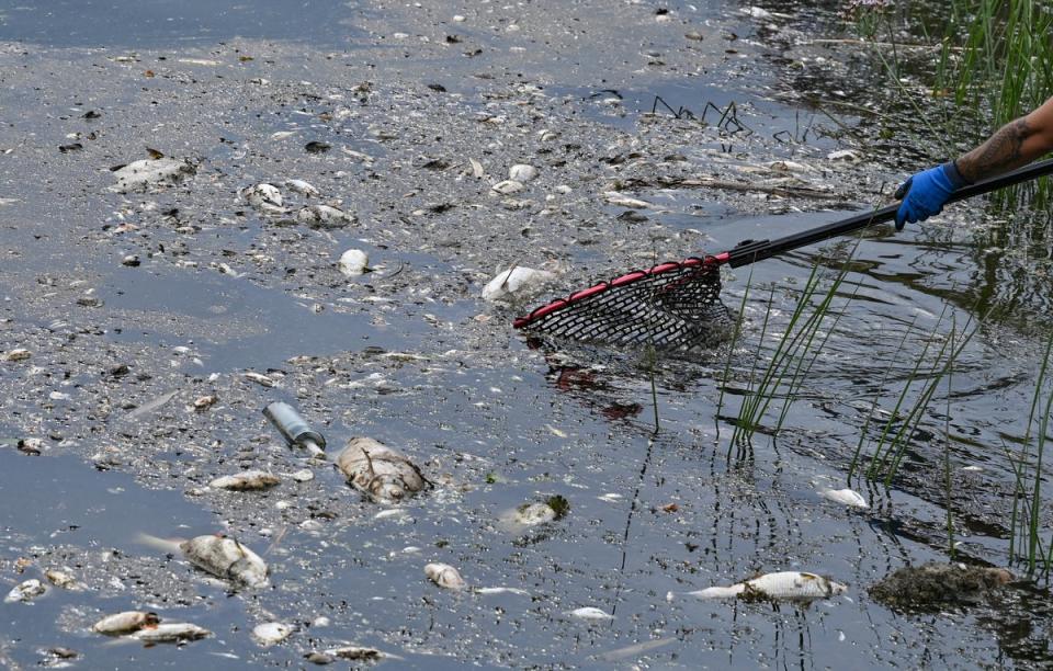 Thousands of dead fishes recovered from Oder river: Volunteers recover dead fish from the water of the German-Polish border river Oder ((c) Copyright 2022, dpa (www.dpa.de). Alle Rechte vorbehalten)