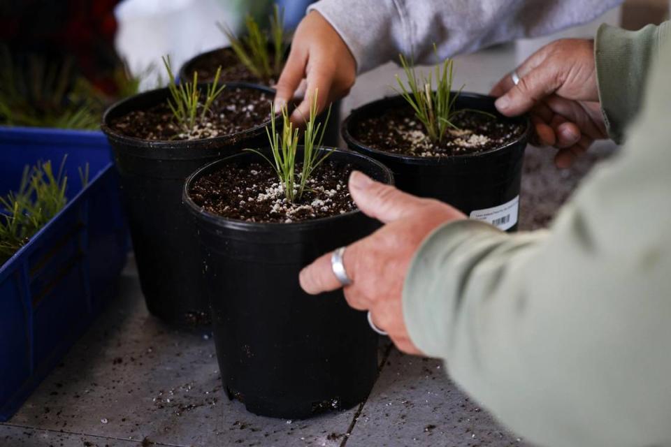 Paul Phillips, a mental health diversion graduate, is housed and working at the Growing Grounds Nursery in San Luis Obispo, seen here on Dec. 8, 2023.