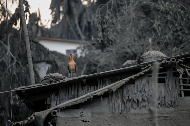 A bird sits atop a roof covered with ashes from the erupting Taal Volcano evacuates in Talisay