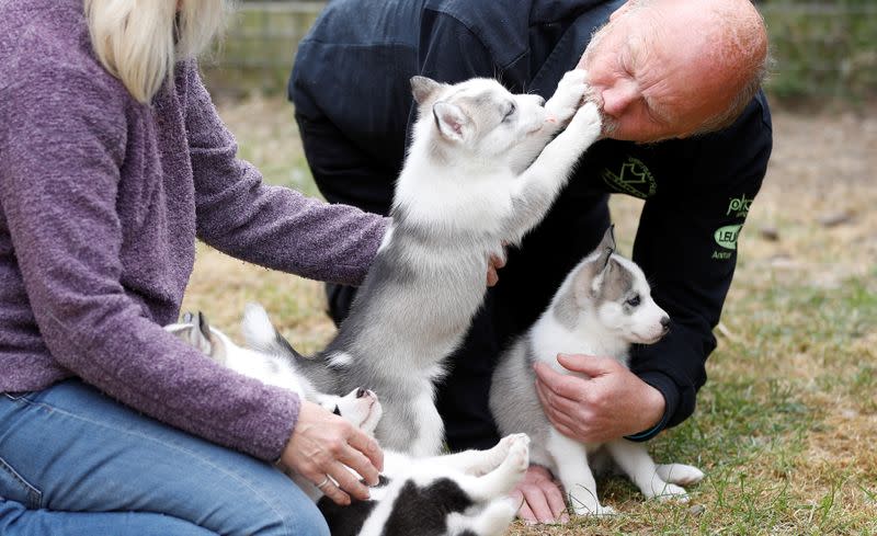 Siberian Husky breeders Christine and Stephen Biddlecombe play with some of their dogs at their home, in Tonbridge