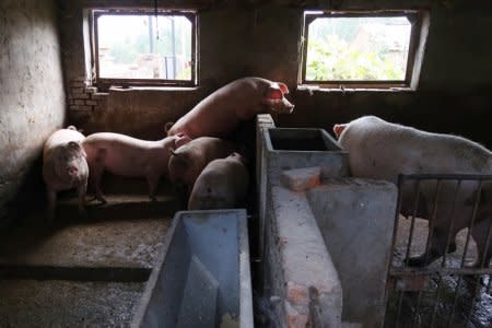 FILE PHOTO: Pigs are seen at a backyard farm on the outskirts of Harbin, Heilongjiang province, China September 5, 2018. Picture taken September 5, 2018. REUTERS/Hallie Gu/File Photo