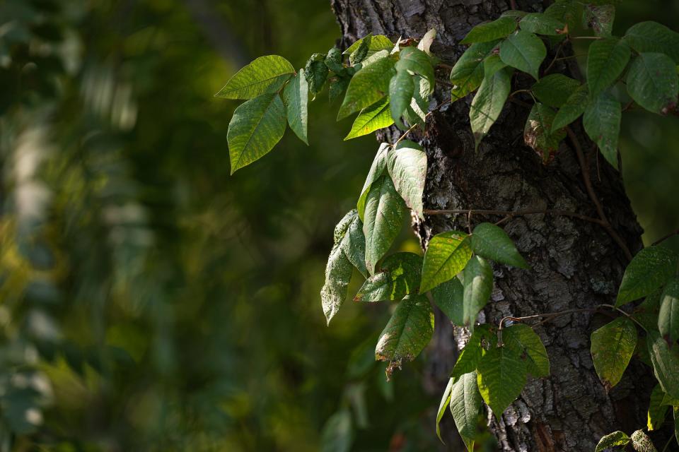 Poison ivy attaches to trees, shrubs and structures.