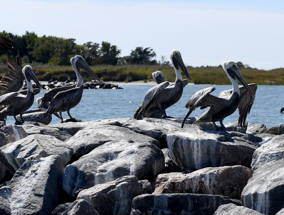 Pelicans hang out on the rocks Sept. 27, 2022, on Smith Island, Maryland.