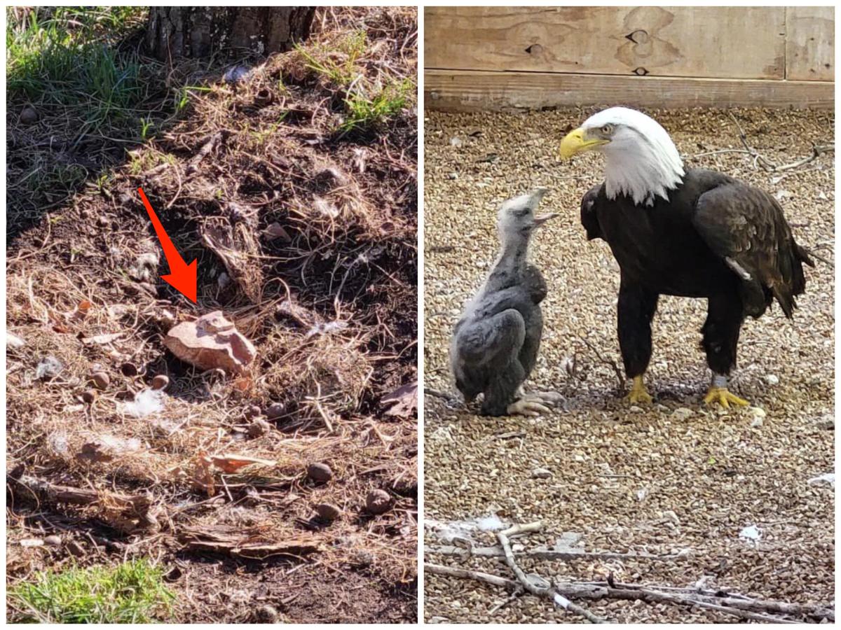 Eagle and eaglet go viral at the World Bird Sanctuary