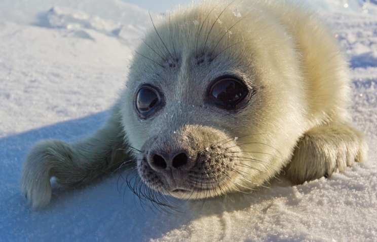 Cute: The adorable seal pup made the photographer feel welcome (Caters)