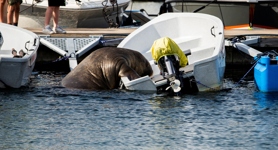 Freya became an online sensation after videos of her attempting to lounge on boats went viral. Source: Reuters