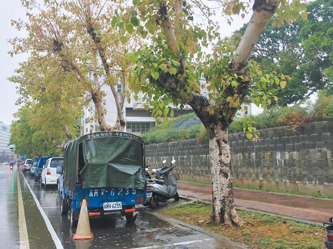 台南市延平國中圍牆外的菩提樹倒塌，不幸壓死路過女騎士。（曹婷婷攝）