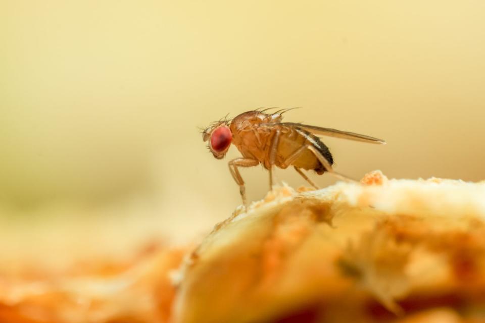 macro close up of fruit fly