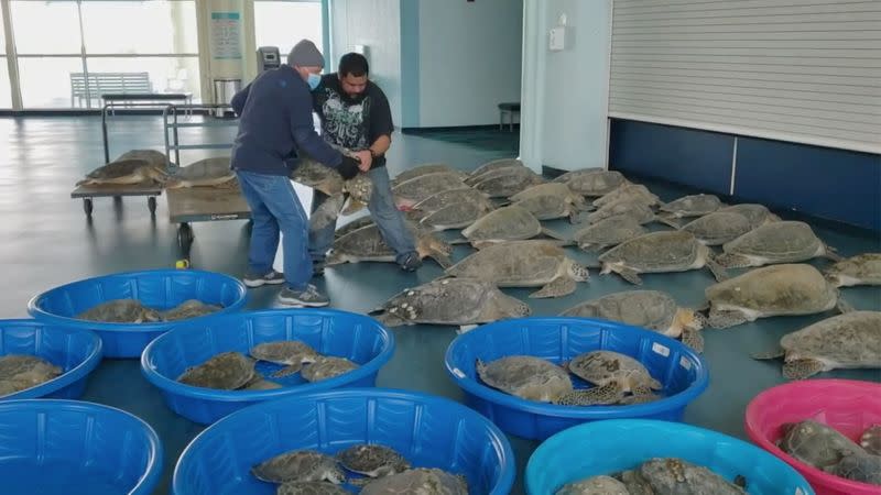 Personas colocan tortugas rescatadas aturdidas por el clima frío en un centro de evacuación en South Padre Island, Texas, EEUU