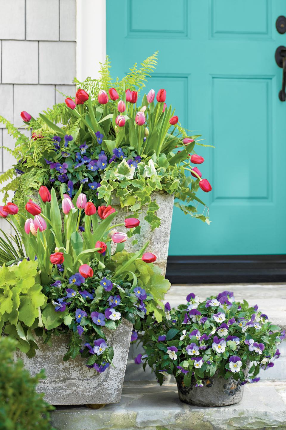 Tulips, Pansies, Acorus, Heuchera, Ivy and Fern