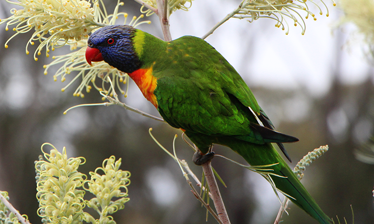 A stock image of a rainbow lorikeet. Source: Nepean Blue Mountains Local Health District.