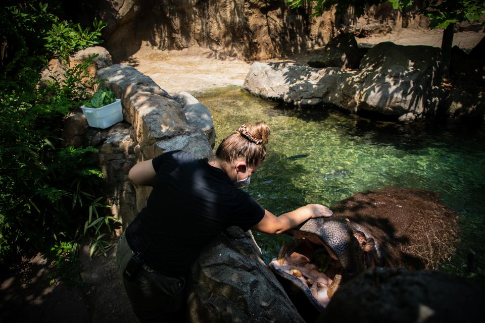 Jenna Wingate, a senior keeper at the Cincinnati Zoo & Botanical Garden, gives treats to the hippos last week. Wingate helped look after Fiona after she was born and then shortly after became a mother herself which is helpful now that Fiona's mom is about to give birth again.