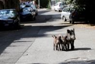 Wild boars roam street foraging for food in Rome