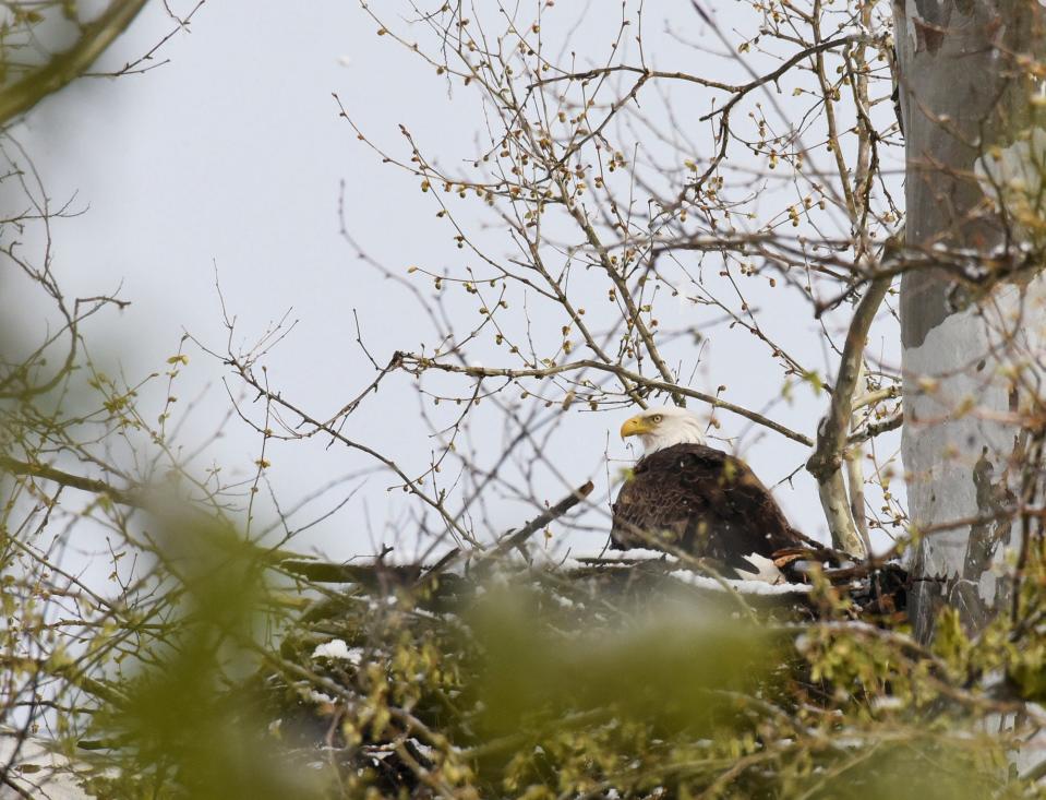 Indiana photographer Marilyn Culler captured this image of a bald eagle on a nest in Putnam County.