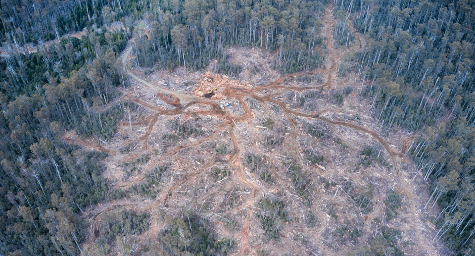 Environmental advocates say some remote logging roads feel like 