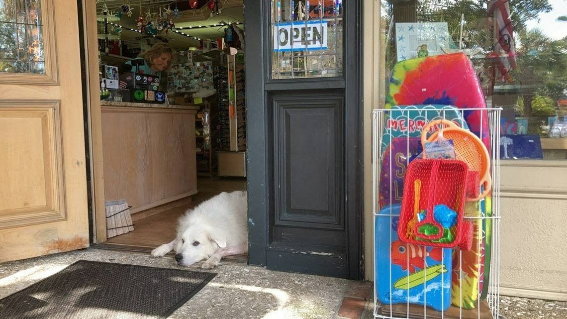 Maverick, the Great Pyreneese mascot of Coligny Hardware and Beach Supplies, rests in the store’s doorway on Nov. 12. Maverick recently recovered from a sudden sickness which left him with a high fever and little appetite.