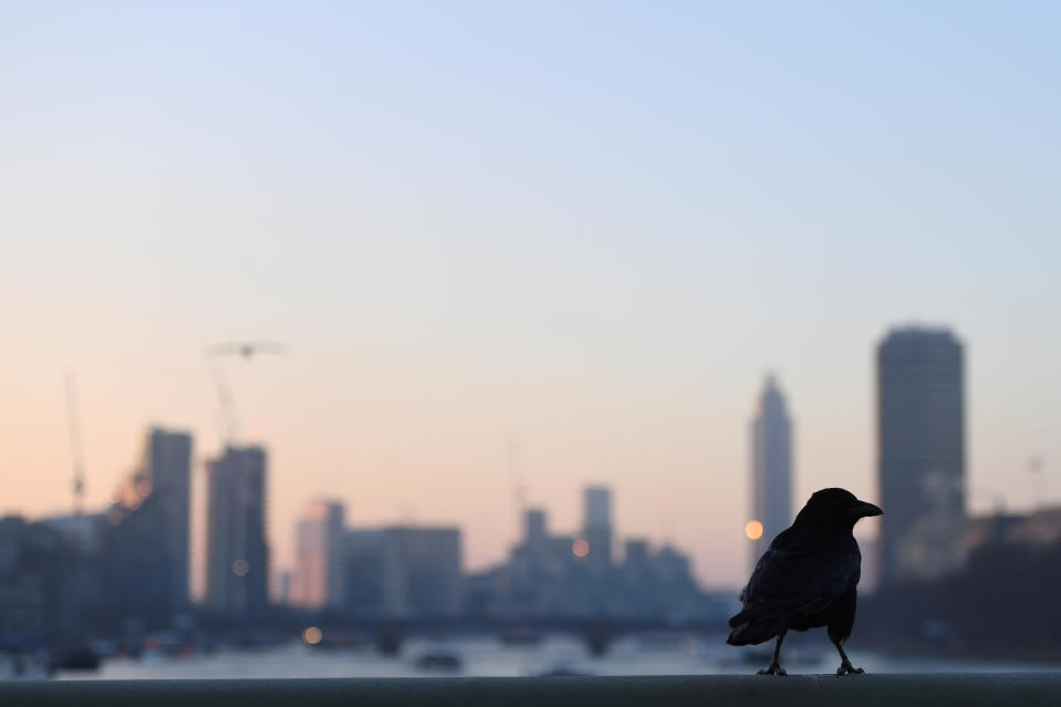 A crow sits on Westminster Bridge at dawn, in London, Britain, December 12, 2017. REUTERS/Clodagh Kilcoyne