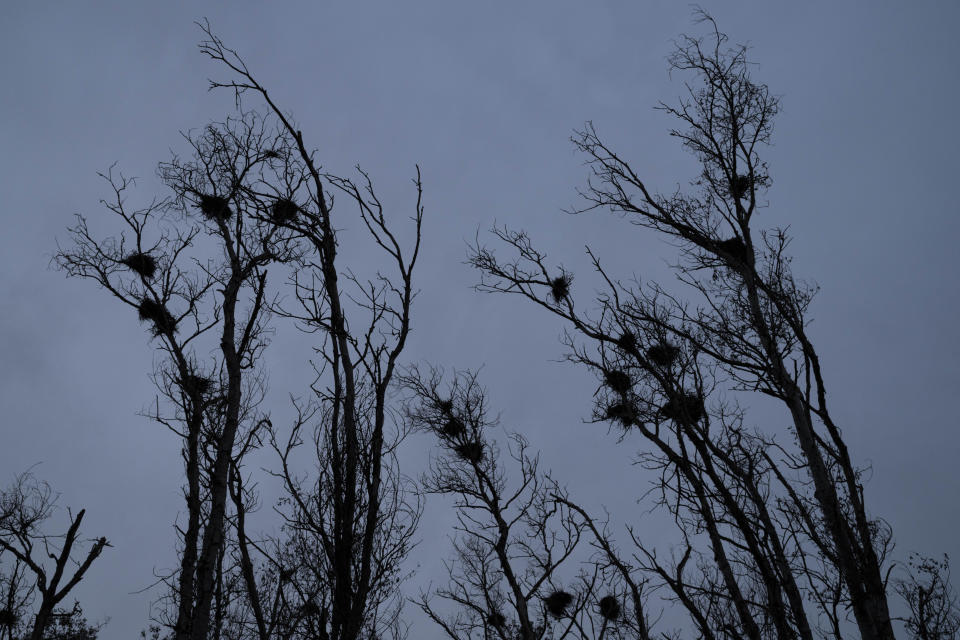 Bird nests sit atop trees in the Doñana natural park, southwest Spain, Wednesday, Oct. 19, 2022. Farming and tourism had already drained the aquifer feeding Doñana. Then climate change hit Spain with record-high temperatures and a prolonged drought this year. (AP Photo/Bernat Armangue)