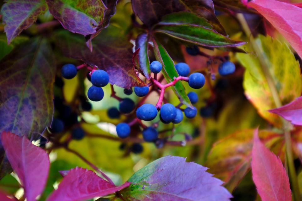 Virginia Creeper Weed Berries