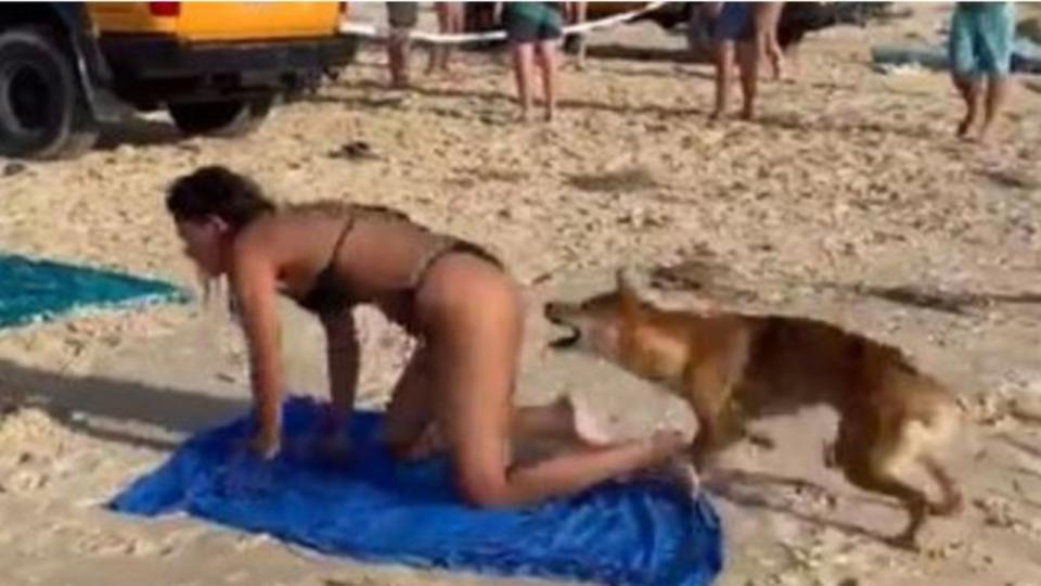 A dingo was euthanised after it was filmed biting a sunbathing tourist early last month. Picture: Queensland Department of Environment and Science