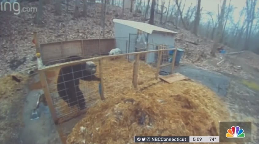 兩隻小豬發揮同袍之情，攜手趕走大黑熊。（圖／翻攝自NBC Connecticut）