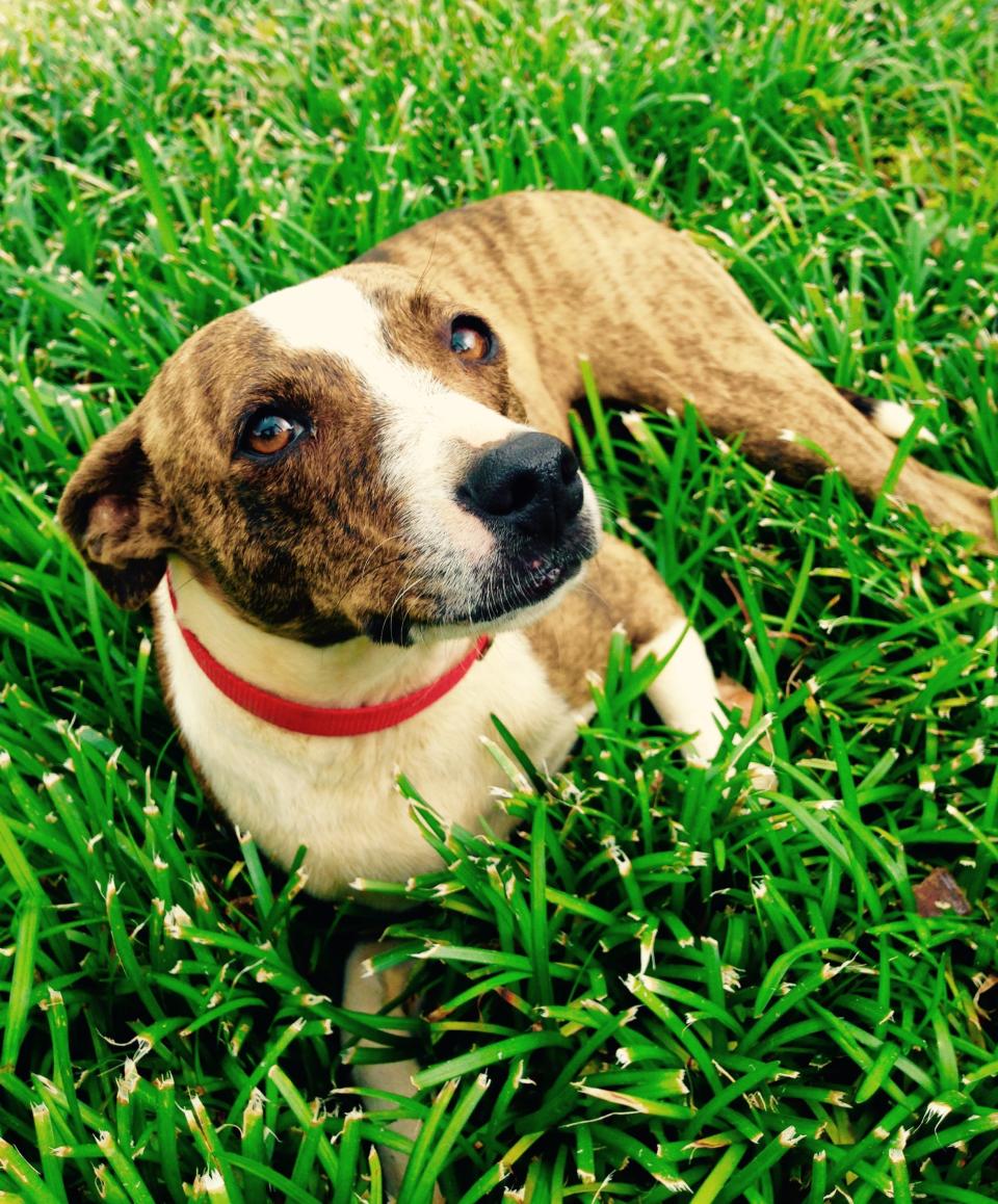 Marlee is a small dog with a great big heart. She can be a little shy at first, but loves to run and play with other dogs once she's out of her shell. Marlee is joyful, with a tail that never stops wagging.  Find out more from the <a href="https://www.facebook.com/kauaihumanesociety?fref=ts" target="_blank">Kauai Humane Society</a> in Hawaii.