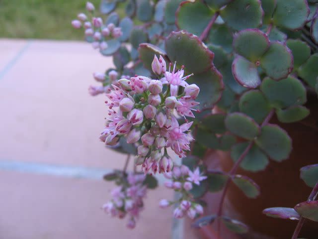 <p>Digigalos/Wikimedia Commons/<a href="https://commons.wikimedia.org/wiki/File:Sedum_sieboldii_01.jpg" data-component="link" data-source="inlineLink" data-type="externalLink" data-ordinal="1" rel="noopener noreferrer">CC BY-SA 3.0</a></p>