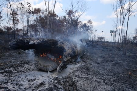 A tree burns in a deforested area in Jamanxim National Forest, in the Amazon near Novo Progresso