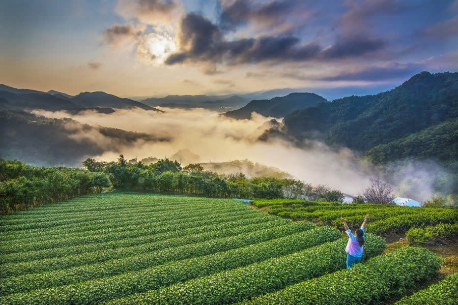 茶鄉早安(圖片來源：坪林區公所)