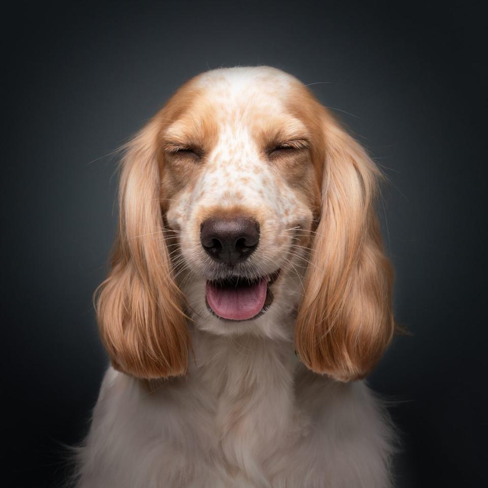 16) Doggy photoshoot by Bernard Sim